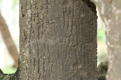 Shorea roxburghii